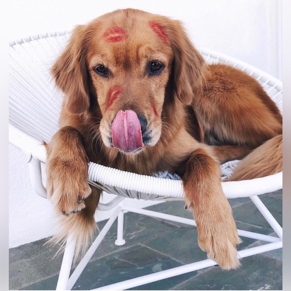 Adore Me Beatriz Add 2 Cups Bra 🎀 - Picture 10 of 10